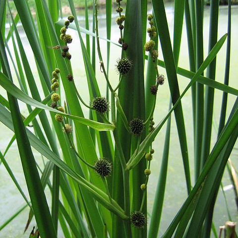 Sparganium unspecified picture