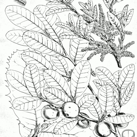 Quercus semecarpifolia unspecified picture