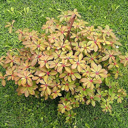 Euphorbia bongolavensis unspecified picture
