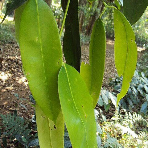 Poeciloneuron indicum unspecified picture