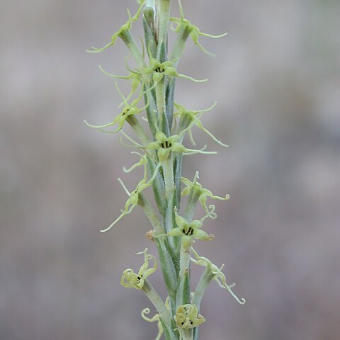 Crucianella unspecified picture