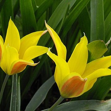 Tulipa altaica unspecified picture