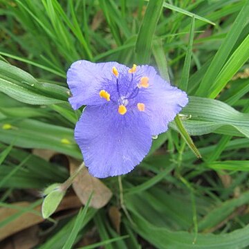 Tradescantia gigantea unspecified picture