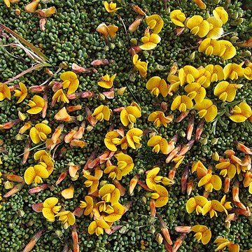 Adesmia salicornioides unspecified picture