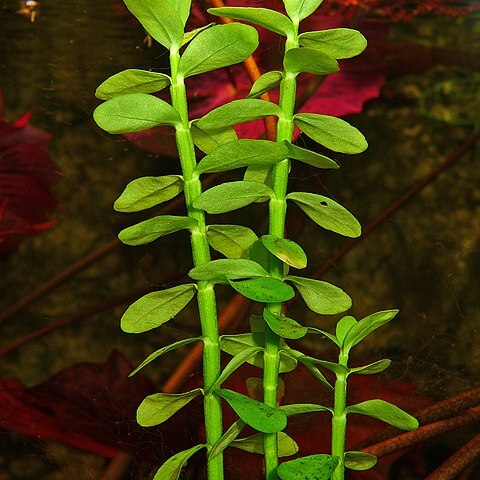 Bacopa madagascariensis unspecified picture
