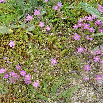 Spergularia rupicola unspecified picture