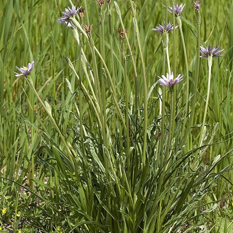 Scorzonera phaeopappa unspecified picture