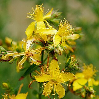 Hypericum unspecified picture