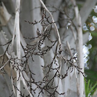 Copernicia curtissii unspecified picture