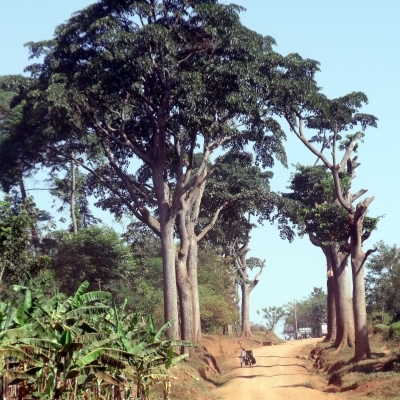 Milicia unspecified picture