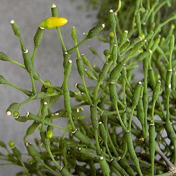 Hatiora unspecified picture