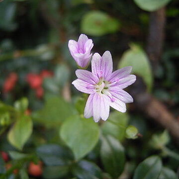 Montiaceae unspecified picture