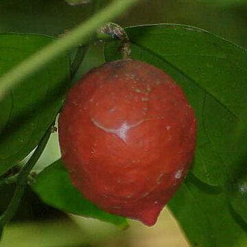 Salacia aurantiaca unspecified picture