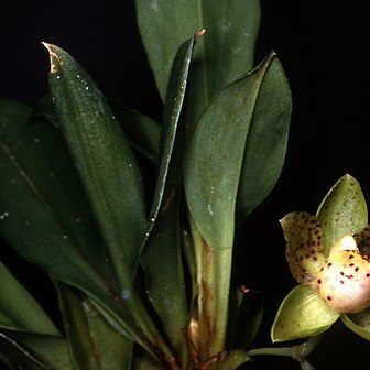 Stenia calceolaris unspecified picture