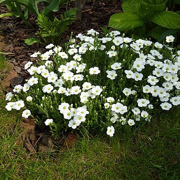 Arenaria hispanica unspecified picture