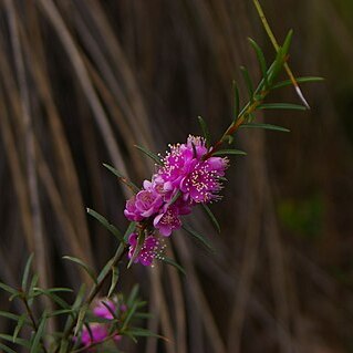 Hypocalymma robustum unspecified picture