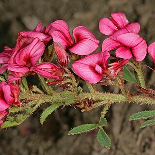Indigofera rubroglandulosa unspecified picture