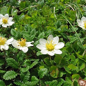 Dryas octopetala var. asiatica unspecified picture