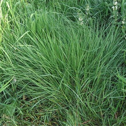 Agrostis unspecified picture