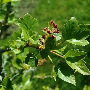 Ribes saxatile unspecified picture