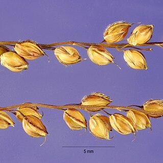 Alloteropsis unspecified picture