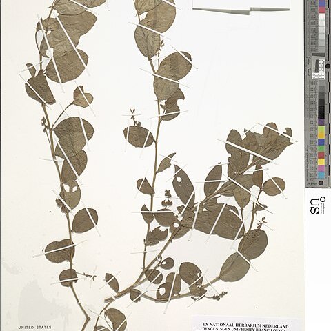 Indigofera nummulariifolia unspecified picture