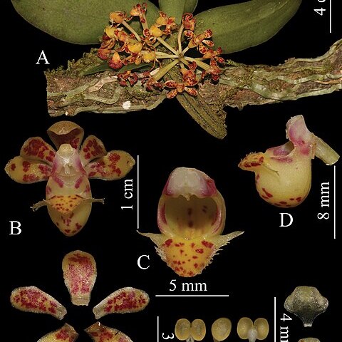 Gastrochilus arunachalensis unspecified picture