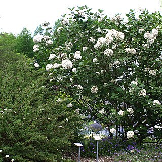 Viburnum cinnamomifolium unspecified picture