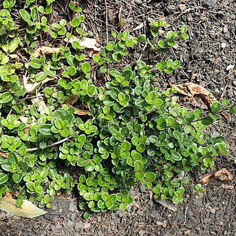 Lonicera crassifolia unspecified picture