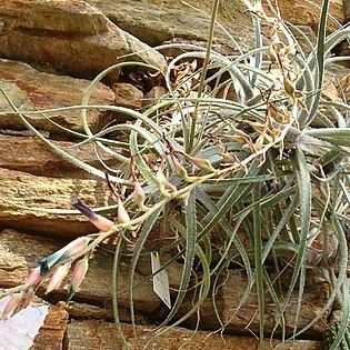 Puya laxa unspecified picture