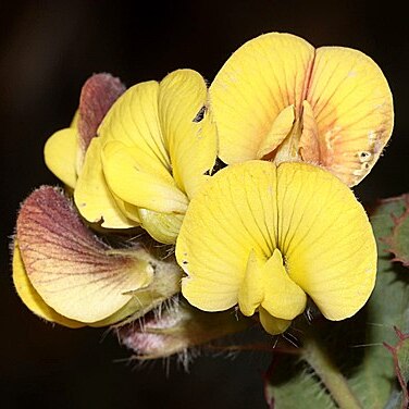 Aspalathus perfoliata unspecified picture