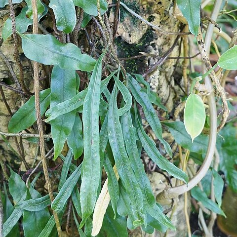 Microgramma mauritiana unspecified picture