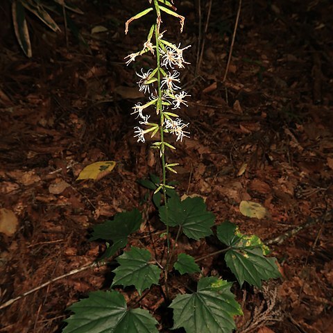 Ainsliaea acerifolia unspecified picture