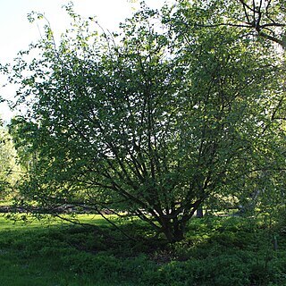 Alnus mandshurica unspecified picture