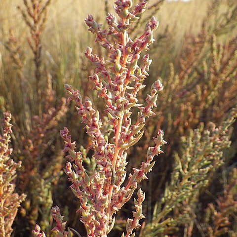 Suaeda calceoliformis unspecified picture