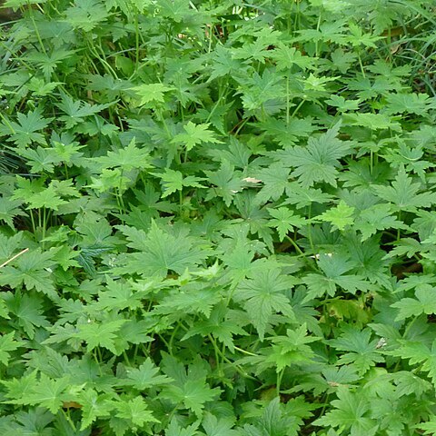 Hydrocotyle geraniifolia unspecified picture