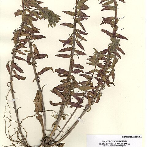 Camissoniopsis hardhamiae unspecified picture
