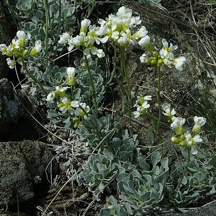 Galitzkya unspecified picture