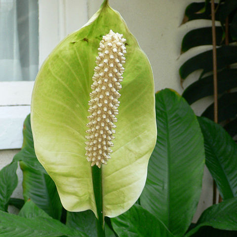 Spathiphyllum floribundum unspecified picture