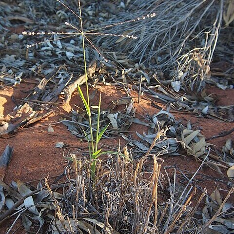 Digitaria divaricatissima unspecified picture