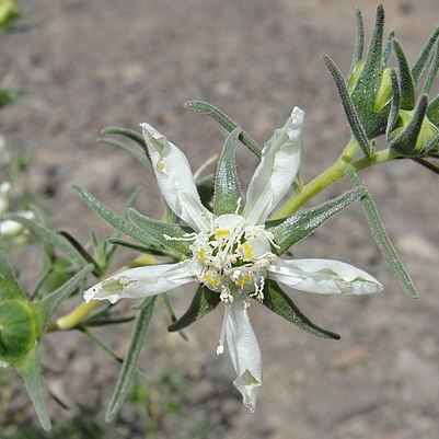Huidobria unspecified picture