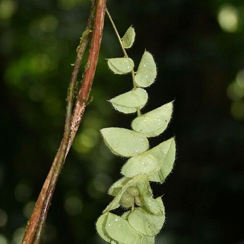 Cissampelos tropaeolifolia unspecified picture