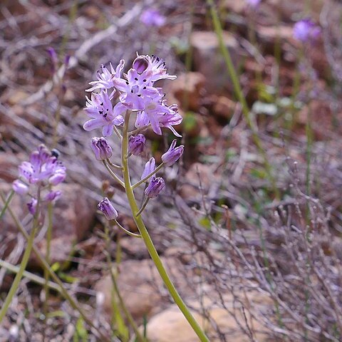 Prospero obtusifolium unspecified picture