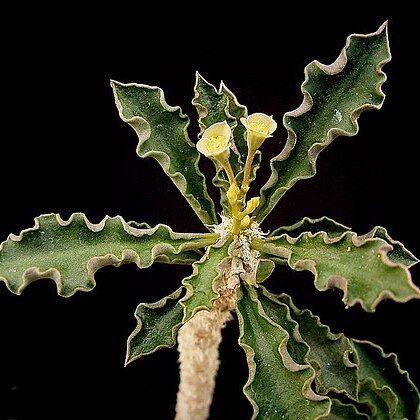 Euphorbia cap-saintemariensis unspecified picture