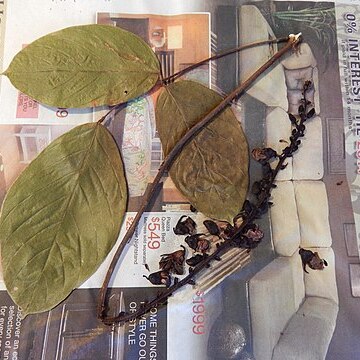 Dioclea wilsonii unspecified picture