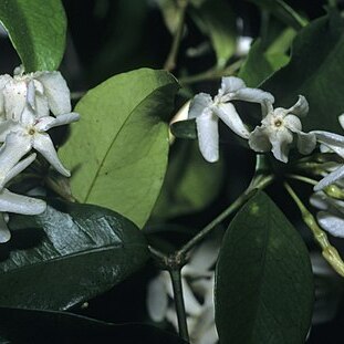 Alafia caudata unspecified picture