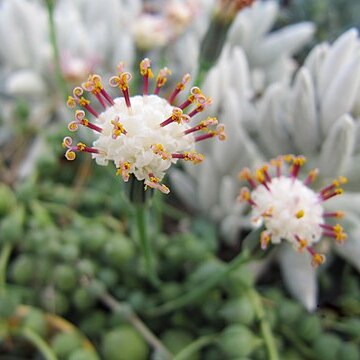 Curio unspecified picture