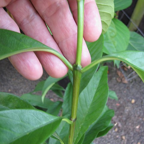Ixora macrothyrsa unspecified picture