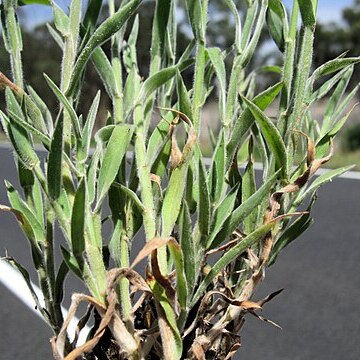 Digitaria hystrichoides unspecified picture