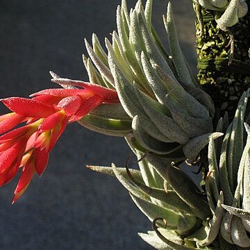 Tillandsia brachyphylla unspecified picture